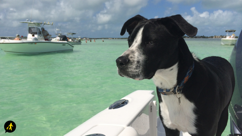 Dog on-board a boat